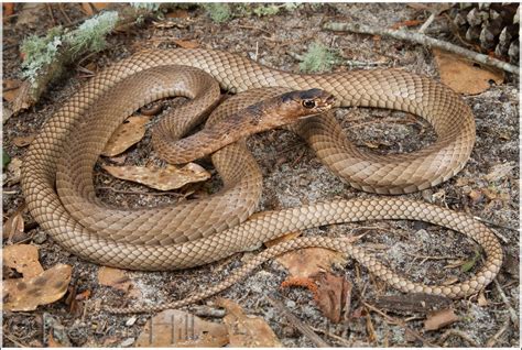 eastern coachwhip snake dangerous.